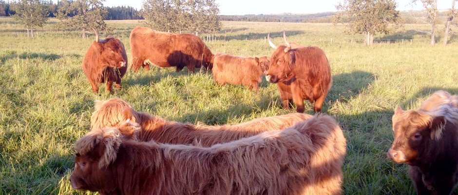 Grass Fed Beef Alberta