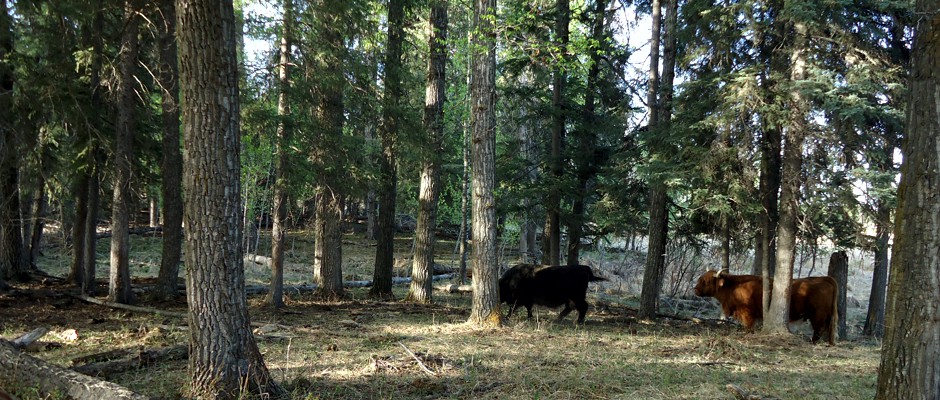 Grass Fed beef Calgary Alberta