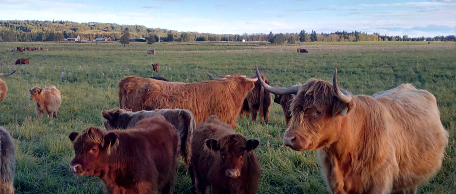 Grass Fed Beef Calgary