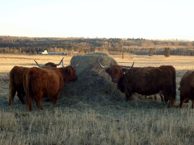 High Valley Cattle Grassfed Beef Calgary Alberta